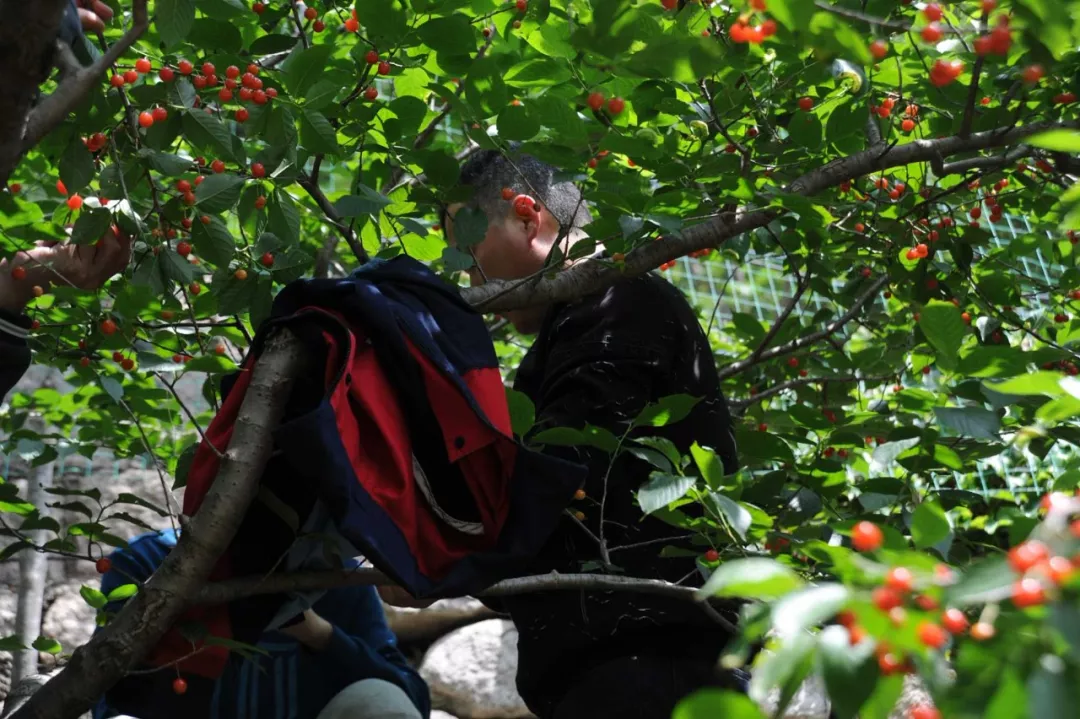 麻豆免费版免费下载樱桃采摘 麻豆免费版免费下载樱桃采摘